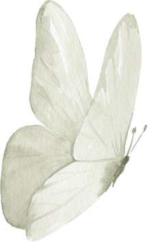 Watercolor Illustration Of The White Butterfly